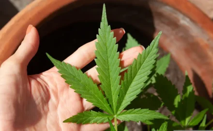 Ribercon - Anvisa discute nesta quarta regras para a produção de cannabis no país