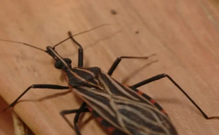 Ribercon - Ananindeua, no Pará, tem surto de casos da doença de Chagas